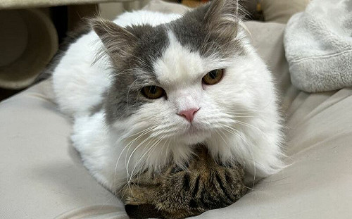 貓把喵前輩當坐墊！一屁股坐扁扁