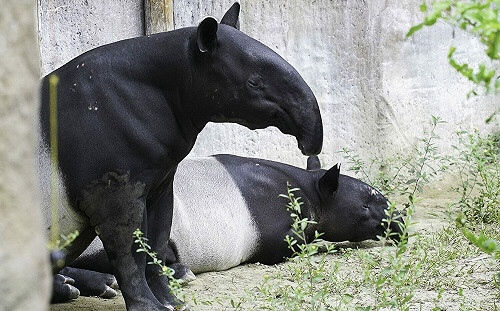 馬來貘傻傻分不清？北市動物園曝「這招」可輕鬆分辨