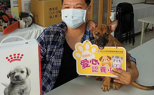 號召里民當動物保母 新北小城里認養小棧1年半送養逾百隻貓 
