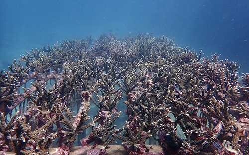 公私合作海洋造林 新北復育超過1700株珊瑚