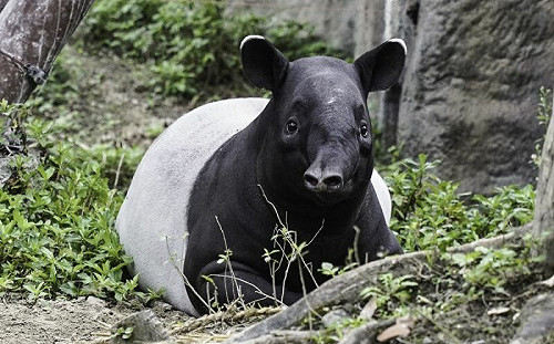 馬來貘配對大風吹！望明年添新寶貝