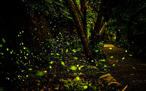 新北文山農場年植450棵樹造林 打造螢火蟲秘境