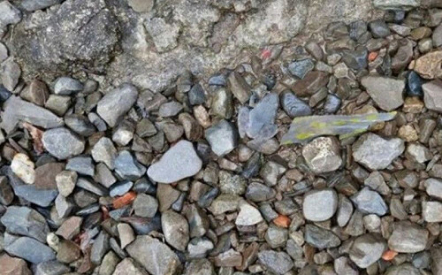 真的有蛙！石頭路「找青蛙」網朝聖