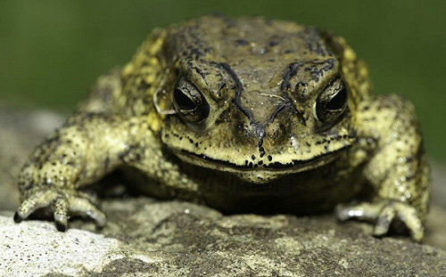 外來種問題被低估！牠武器帶毒超強