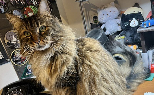 長毛貓多能掉毛？網曝清淨機慘狀