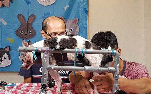 新北「動物輪椅DIY」課程造福殘疾犬 熱血動保員義助逾30隻毛孩