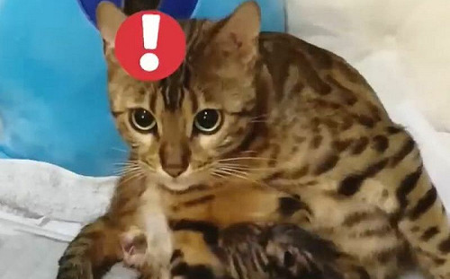 可愛又凶悍！貓媽媽護子不忘撒嬌