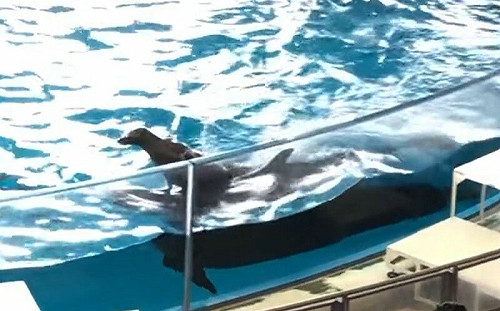 海獅會騎海豚！他揉眼不敢相信