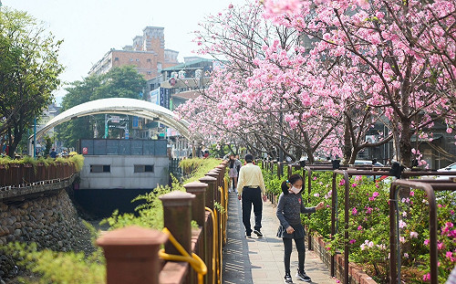 新北土城希望之河 櫻花絶美盛開