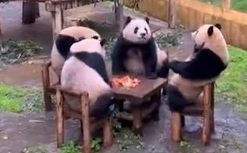 4隻熊貓圍一桌　吃蘋果畫面笑翻網