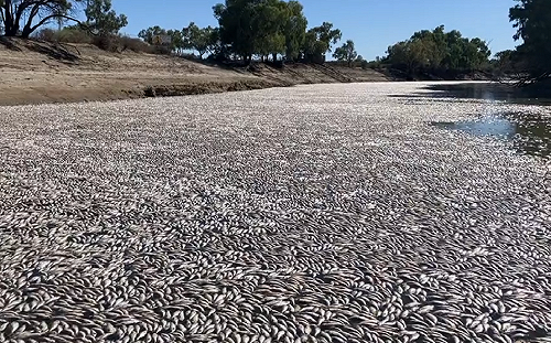 (影)屍臭瀰漫！澳洲河道被「數百萬死魚屍體」覆蓋 綿延30公里
