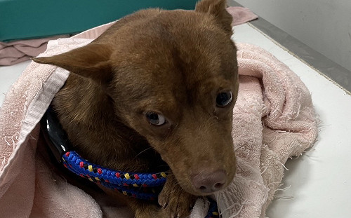 動物傷病會自己找藥吃？ 新北動保處救回骨折毛孩破謠言