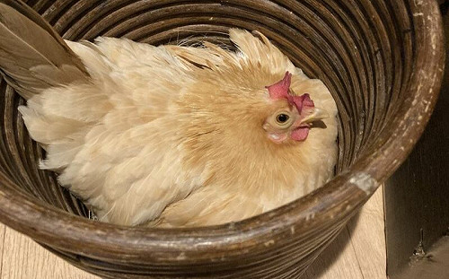 母雞強佔垃圾桶！每天在裡面產雞蛋