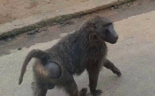 快訊》狒狒重傷不治！桃園農業局：報警釐清相關狀況