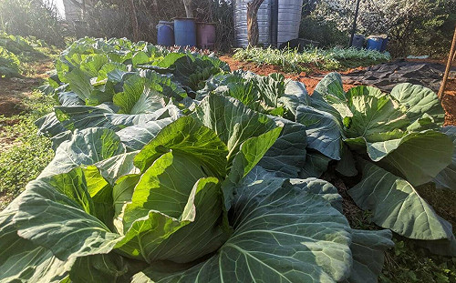 新北市有農地來標租 城市小農顧食安 