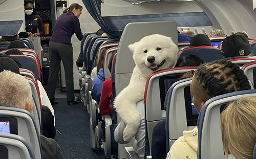 機艙坐隻薩摩耶！牠向人燦笑打招呼