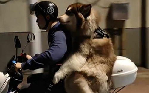 好涼啊！雪橇犬環抱飼主坐機車兜風