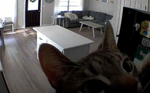 被遠端訓話！貓靠近監視器1秒解決