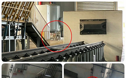 脫逃狒狒現蹤台鐵富岡基地！網笑：來應徵嗎？
