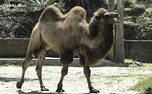 沙漠區傳出高頻鳴吼聲？北市動物園解答：雙峰駱駝青春期