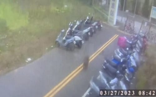 我預判了你的預判！狒狒擺脫富岡義勇百人圍堵 最新畫面往新竹移動