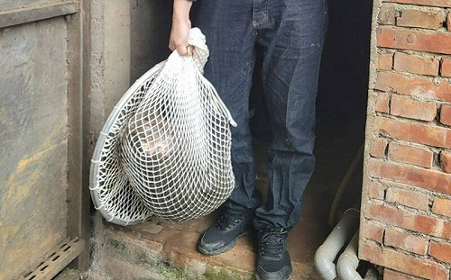 人類的惡意？狒狒竟被獵槍打中身亡 桃市農業局透露還有「另一組人」在場