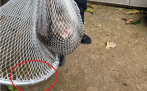 管仁健觀點》該成立「327真相調查委員會」了吧？