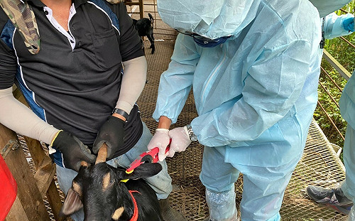 力拚羊痘免疫國  新北加強防疫網有信心因應全國拔針