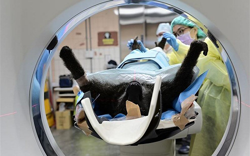 狒狒檢驗照曝光！林務局：死因預計一週後出爐