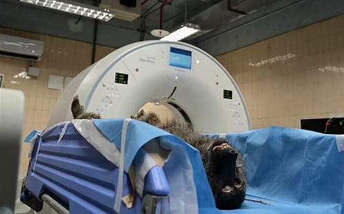 初步鑑定出爐！林務局：確定為雌性「東非狒狒」體長60公分、體重14公斤