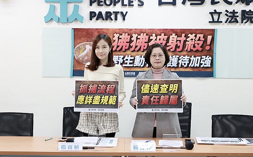 狒狒遭射殺慘死 民眾黨團籲應制定誘捕SOP、查明責任歸屬