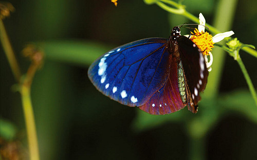 紫斑蝶北返季節！每分鐘555隻飛越國道  高公局：勿減速觀賞