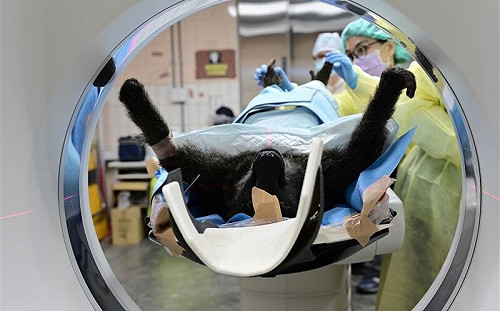 狒狒遭槍殺！桃檢：初步解剖發現左胸有槍傷