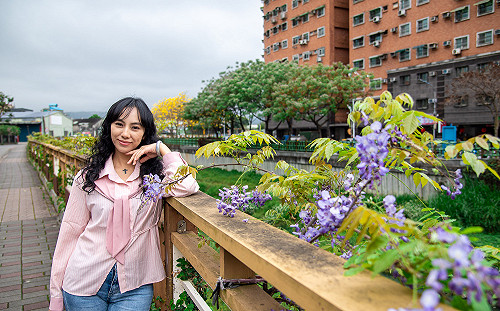 新北鴨母港溝百花盛開 紫藤花爭豔綻放 