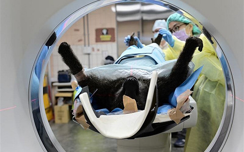 狒狒之死曝官場互踢！柯文哲轟「誰下令開槍都搞不清楚」     