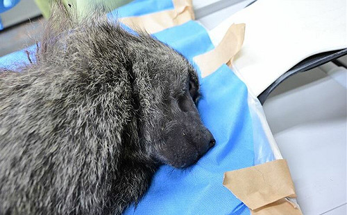 管仁健觀點》六福村對狒狒之死到底想隱瞞什麼？