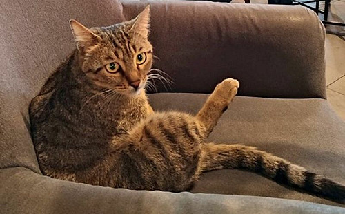 星巴克變貓咖！牠挑張椅子悠閒入座