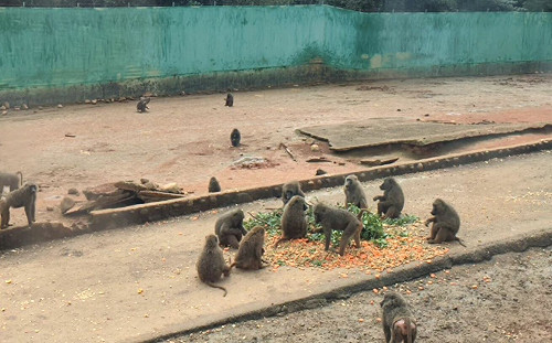 六福村戡查結果出爐　林務局：防逃措施、狒狒數統計 須限期完成！