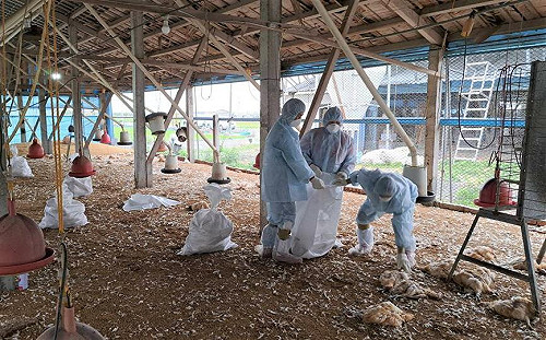 H5N1禽流感襲擊彰化土雞場 今撲殺1.69萬雞隻