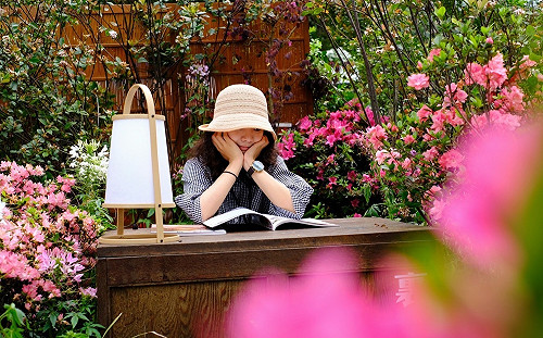 賞杜鵑花不用上山！「萬金杜鵑」移師大安森林公園展出