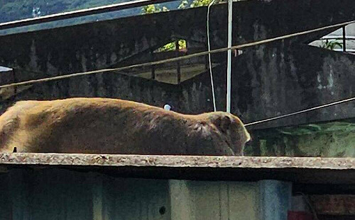 新北中和出現獼猴！動保處揭「現蹤原因」籲：不餵食