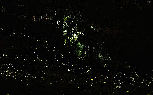 螢火蟲季賞螢去！八仙山「童螢季」開放報名 感受點點螢光浪漫