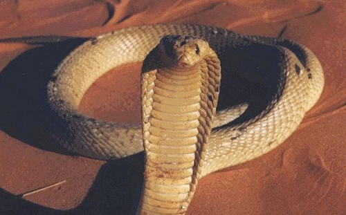 迫降 飛機上有蛇! 乘客突覺「有一絲涼意」 低頭一看竟是劇毒眼鏡蛇