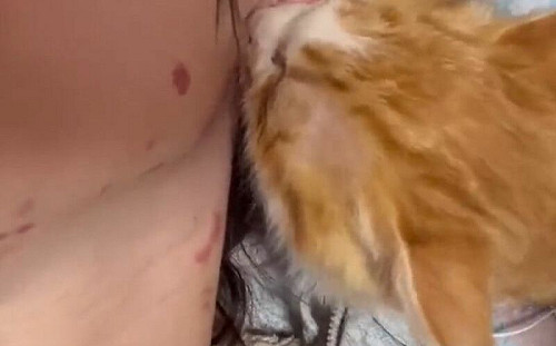 男收浪貓後脖子全瘀青！感動原因曝