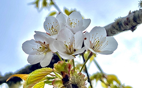 春暖花開賞花去！太平山5大絕美花景接力綻放