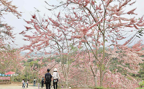 嘉縣竹崎阿拉伯粉紅村 翁章梁力推平原櫻花秘境