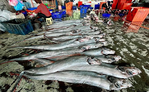 地震魚被捕是災難前兆？專家解惑了