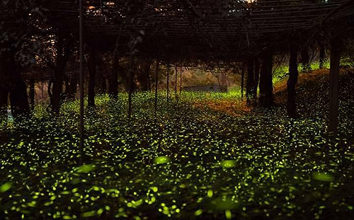 那瑪夏賞螢人次破萬   部落好吃好玩去處一次看