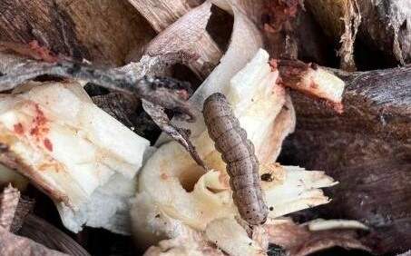 首例！嘉義中埔發現秋行軍蟲危害芋頭