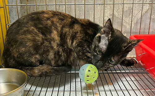 玳瑁貓迷路誤上高架橋墩　新北動保員架6米長梯高空救援